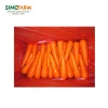 Hot Selling chinese New Crop Fresh Carrots