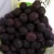 Import IQF Frozen berries Fruit Blueberry from China