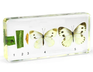 Life Cycle of Cabbage Butterfly Specimen in Resin Educational Toys Gifts School Teaching Aids Learning Resources