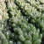 Import live plants set succulent natural plants small succulent plants real from China