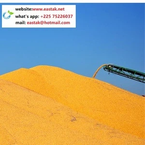 Low price maize /corn from Africa- whats app:+22575226037