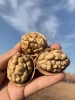 Manufactory wholesale walnuts with factory price