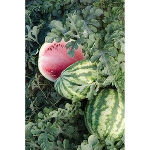 MW03 Gaoshai Oval Shape Red Watermelon Hybrid Seeds & Seedlings For Planting