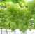 Import Natural antioxidants grape seed extract 95% Proanthocyanidins Grape Seed P.E. from China