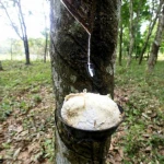 natural rubber latex