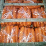 New fresh Carrot export