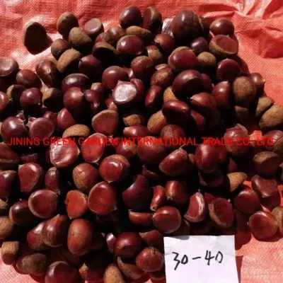New Season Fresh Chestnuts Top Quality and The Low Price to USA for Roasted
