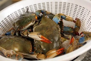 New Stock Sea King Crab/Mud Crab Live/Frozen Chap Price