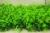 Import OEM green Artificial plants green leaf wall panels for garden wedding shopping mall plant wall decoration from China