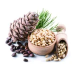 pine nuts with shell at siberian pine nut raw organic pine nuts