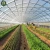 Import Polycarbonate green house lettuce hydroponic kit vertical growing systems from China