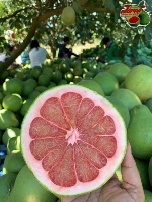 Pomelo Fresh Fruit From Thailand