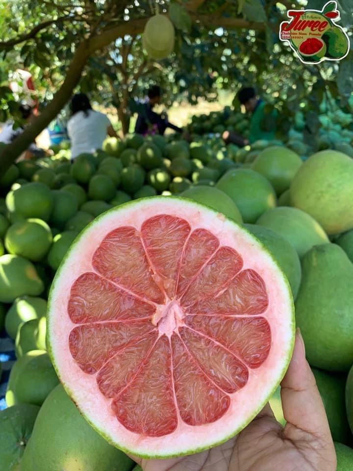 Pomelo Fresh Fruit From Thailand