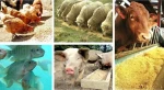 Premium soybean meal poultry feed/ Soy bean MealFish meal Fish Powder Fish Flour Animal Food Additive Soybean Meal