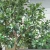 Import Professional artificial tree manufacturer hot-sell fashion artificial style shopping mall decorative artificial mangrove tree from China
