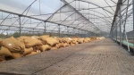 Puratos Grand-Place Vietnam Cocoa Waste Cocoa Shells And Husk