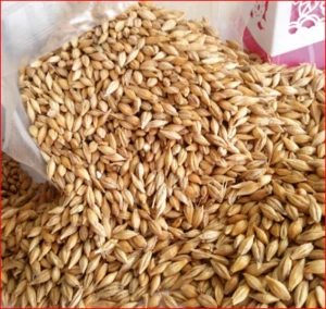 Quality Barley Feed