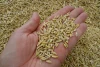 Quality - Ukrainian - from 5000 tons - Super price -  fodder barley - Animal feed barley