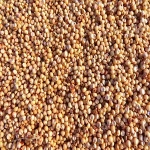 Red And White Sorghum For Sale / Sorghum Flour White / Sorghum Grains