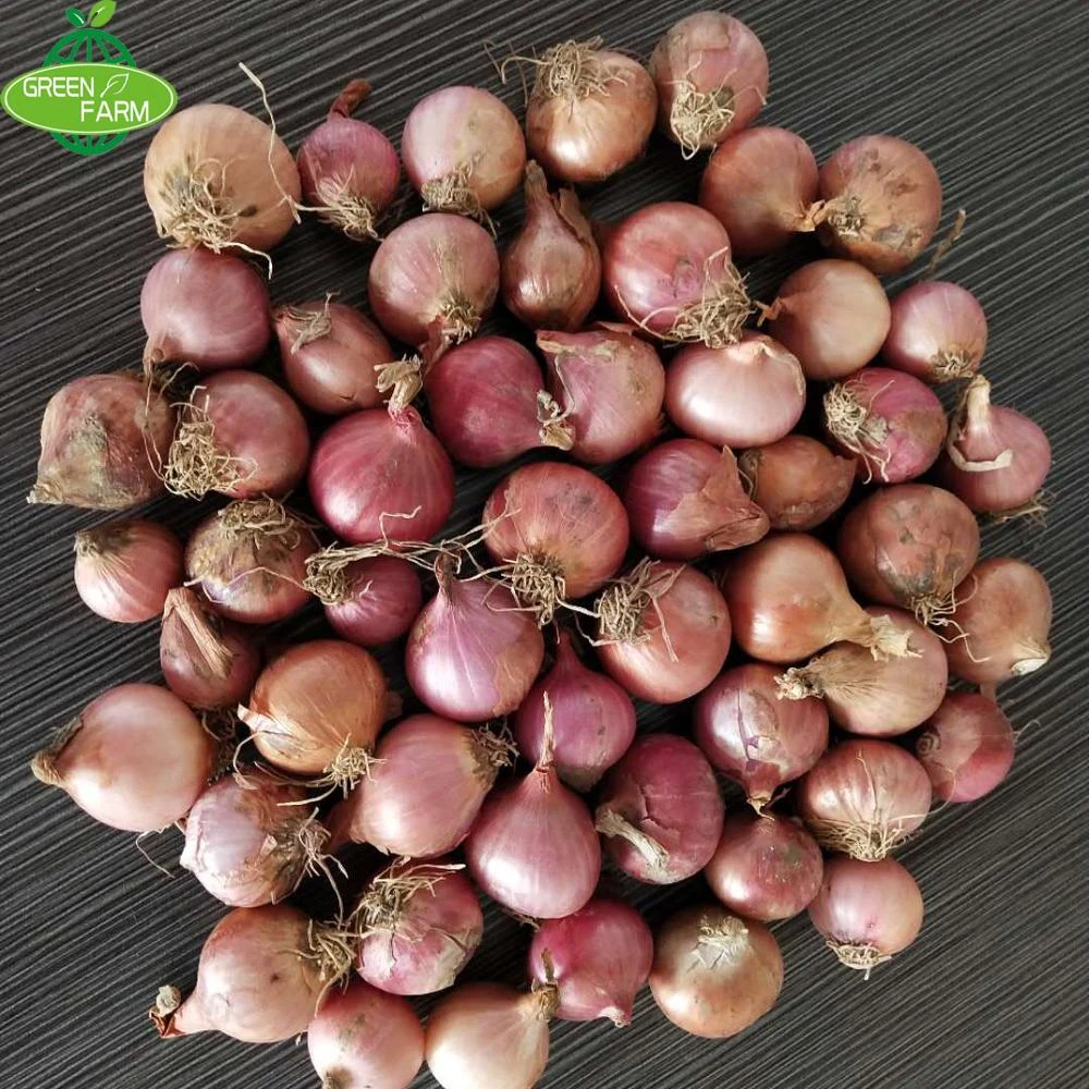 sell lots of quality small red onions at low prices,2-3cm