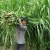 Import Sorghum Hybrid sudan grass Seeds from China