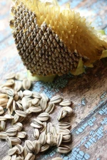 Sunflower Kernel