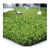 Import Synthetic Sport Turf Grass Golf Putting Green Artificial Grass from China