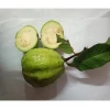 Taipei Best Fruit Fresh Guava Awesome Price Global Gap Size 12-15cm Tan Son Nhat Port