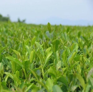 Top grade Yellow Mountain Tea (Huang Shan Mao Feng ) Green Tea