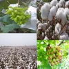 Top quality,bottom price Agrochemicals Thidiazuron