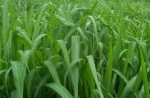 TROPICAL FORAGE SEEDS