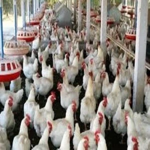 Veterinary Poultry Pecking &amp; Cannibalism Medicine - Organic Ayurvedic Herbal Chicken Feed supplement - chicken, birds - powder f