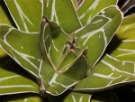 Viktooria agaav Succulent Natural Green Plant Indoor Outdoor