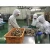 Import Wholesale frozen half shell oyster in shellfish with high quality from Japan