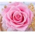 Import wholesale natural long lasting flower dried glass cover preserved roses from China