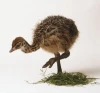 Wholesale Ostrich Chicks for Sale /Red and Black Neck Ostrich for Sale/Live Ostrich Birds