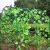 Import Wholesale PP plastic wire mesh plants support trellis netting for vine climbing from China
