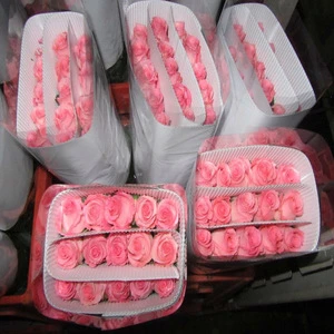 wholesale Yunnan deliver nature fresh cut rose flower