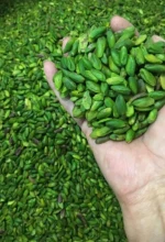 Pistachio