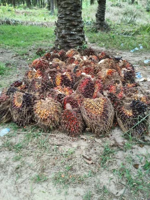 Palm Nut Fruits
