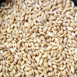 High Grade Barley Ready For Export