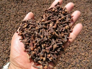 Superior Quality Reddish Brown Cloves in Best Discounts
