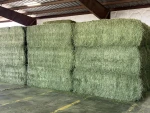 Alfalfa for Sale all qualities 3x4x8 square bales