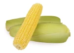 Premium Quality Sweet Corn Seeds – Sweet Maize Seeds for Wholesale, Bulk Supply & Export