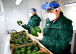 Avocado - oil