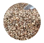robusta coffee beans