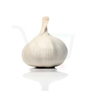 Fresh Garlic for Sale – Reliable Wholesale Supplier & Distributor