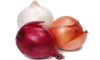 Fresh Red and Yellow Onion