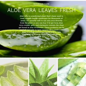 Natural Aloe Vera for ALOE VERA GEL/DICE ALOE VERA/ORGANIC ALOE VERA