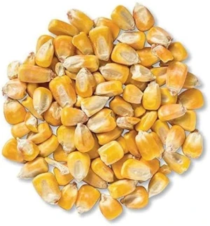 Export Quality Animal Feed Corn – Ideal for Livestock & Poultry